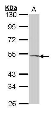 GALR2 antibody [C1C2], Internal
