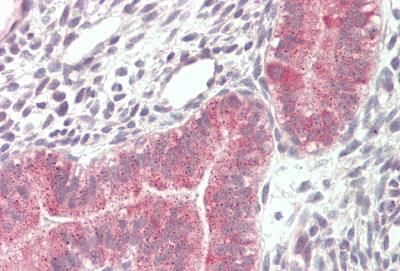 Goat anti-VPS16 (isoform 1) Antibody