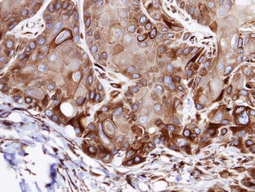 VPS16 core subunit of CORVET and HOPS complexes Antibody