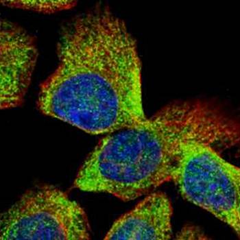 Vps20-associated 1 homolog antibody