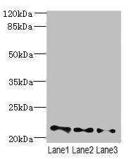 VPS25 Antibody