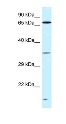 VPS26A antibody