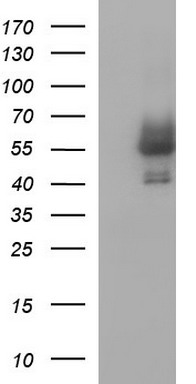 VPS28 Antibody