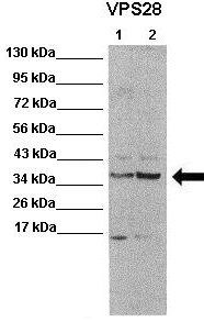 VPS28 antibody