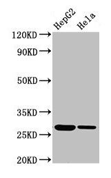 VPS29 antibody