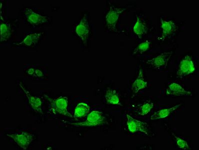 VPS33A antibody