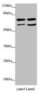 VPS33B Antibody