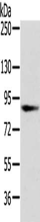 VPS35 Antibody