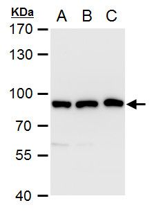 VPS35 antibody [C3], C-term