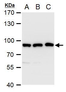 VPS35 antibody