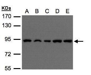 VPS35 antibody