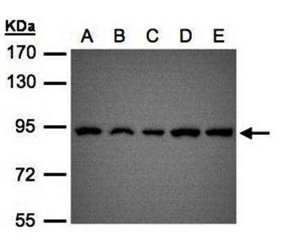 VPS35 antibody