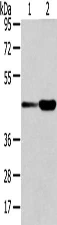 VPS37A Antibody