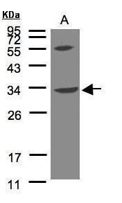 VPS37C antibody [N1], N-term
