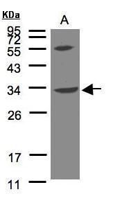 VPS37C antibody