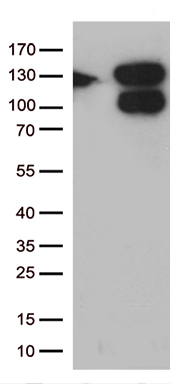 VPS50 Antibody