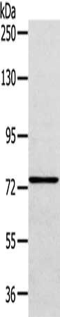 VPS53 antibody
