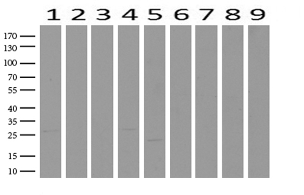 VRK2 Antibody