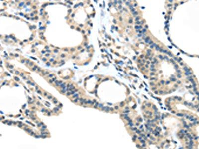 VSIG10 Antibody