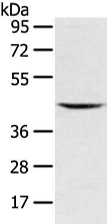 VSIG8 antibody
