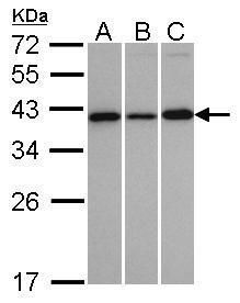 vesicle trafficking 1 Antibody