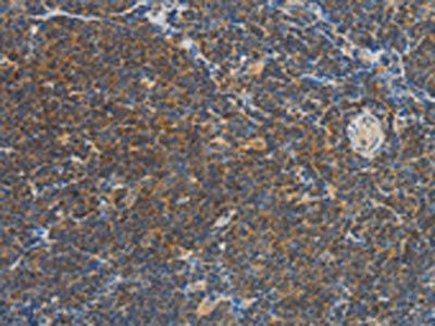 VTCN1 Antibody