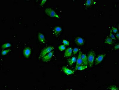 VTI1A Antibody