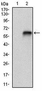 VTN Antibody