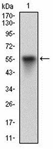 VTN Antibody