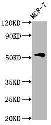 VTN antibody