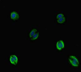 VTN antibody