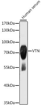 VTN antibody