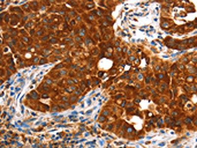 VWA5A Antibody