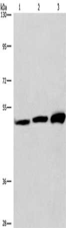 VWA5A antibody