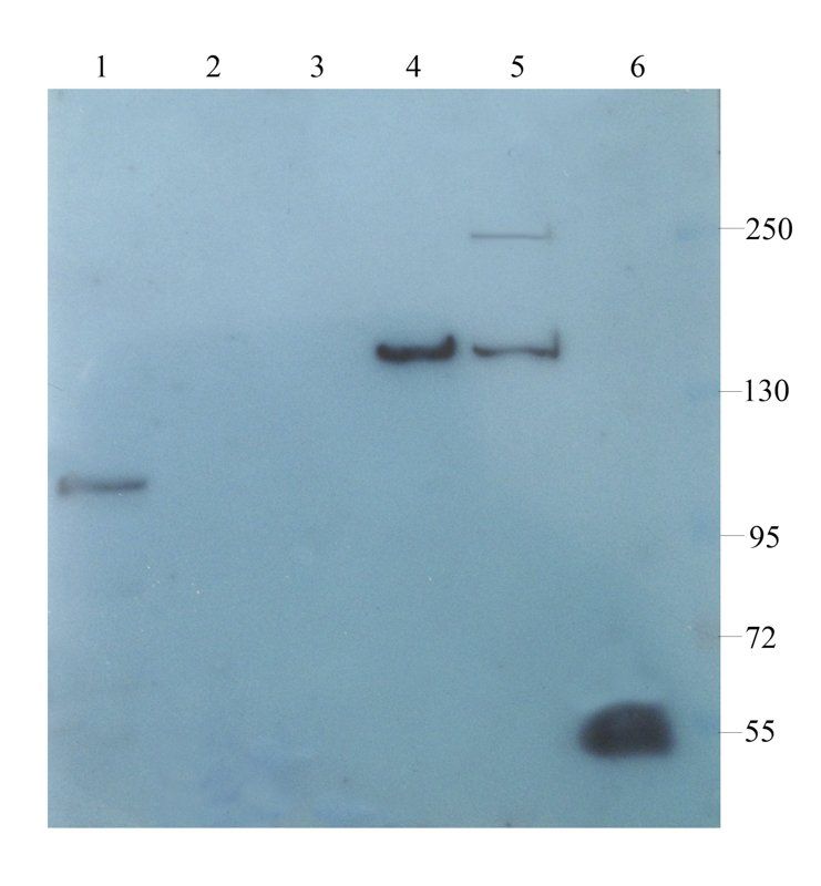 vWF antibody