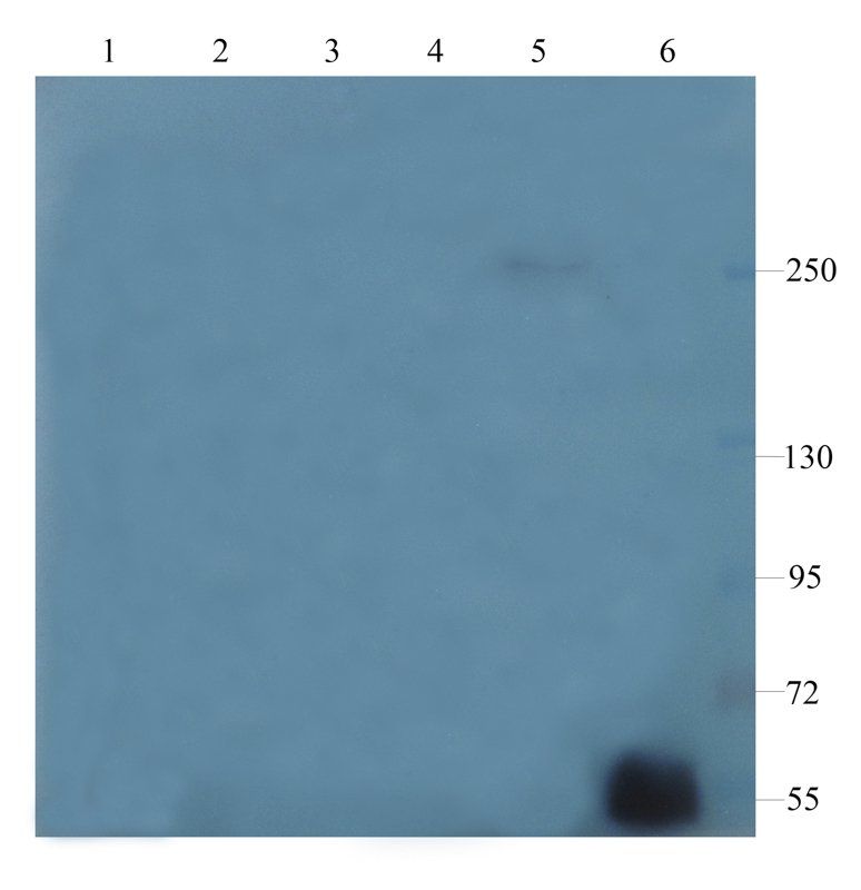 vWF antibody