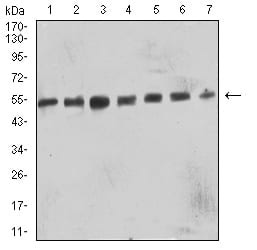 CD57 Antibody