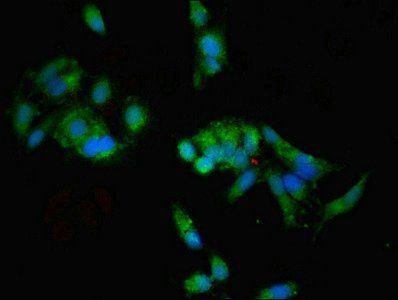 WAPL Antibody