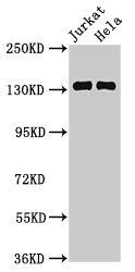 WAPL Antibody