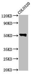 WAS Antibody