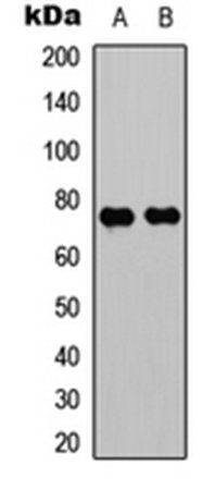 WASF1 antibody