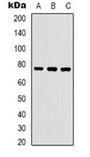 WASF1 (phospho-Y125) antibody