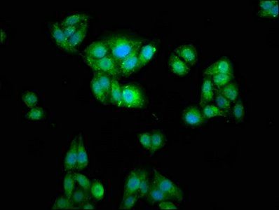 WASF2 Antibody