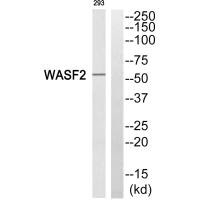 WASF2 antibody