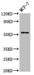 WASF3 Antibody