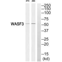 WASF3 Antibody
