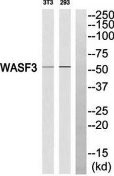 WASF3 Antibody