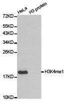 Histone H3K4me1 Antibody