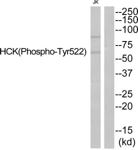 Phospho-HCK (Tyr521) Antibody