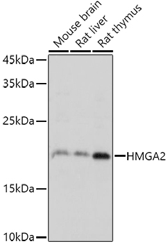 HMGA2 antibody